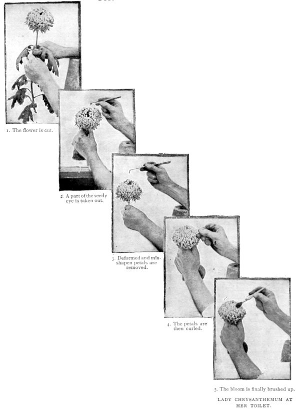 LADY CHRYSANTHEMUM AT HER TOILET. 1. The flower is cut. 2. A part of the seedy eye is taken out. 3. Deformed and misshapen petals are removed. 4. The petals are then curled. 5. The bloom is finally brushed up.