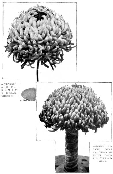 A "RAGGED AND UNKEMPT CHRYSANTHEMUM"—WHICH BECAME NEAT AND CHARMING UNDER CAREFUL TREATMENT.