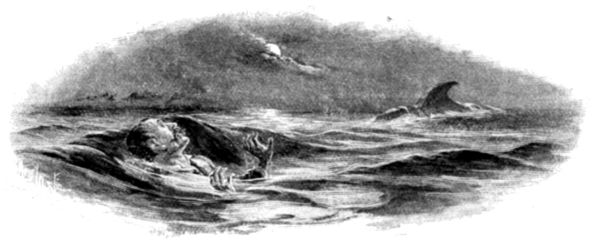 "UPRIGHT IN THE WATER, FIFTY YARDS AWAY, WAS A BLACK TRIANGULAR OBJECT—A FIN."