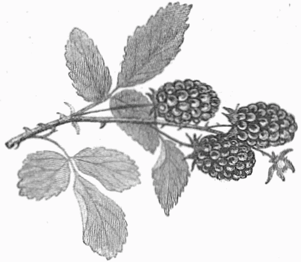 Berries on a branch