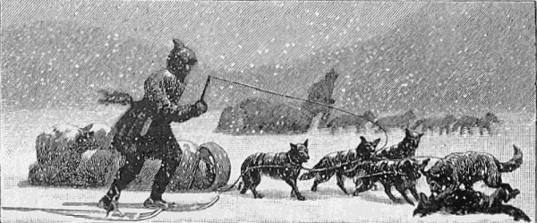 A dogsled team