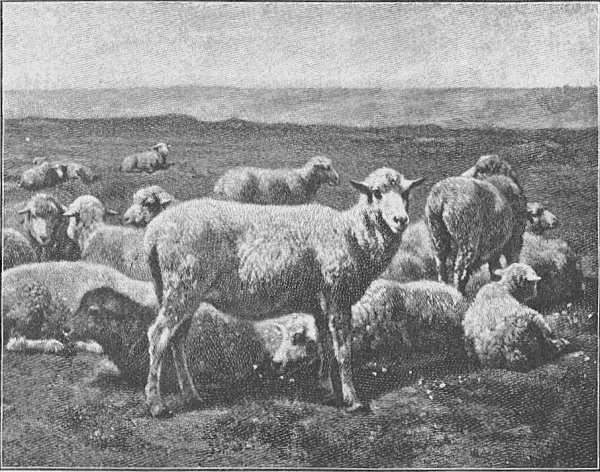 A herd of sheep