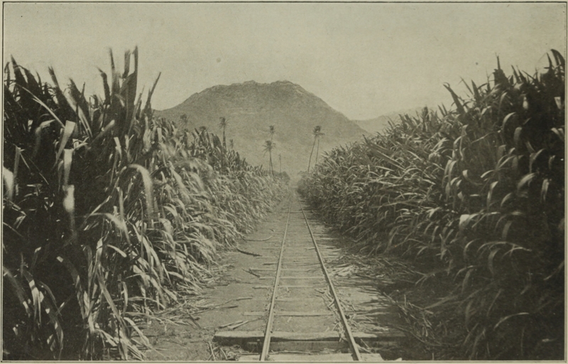 "THE TINY PLANTATION RAILWAY AMONG THE WAVING GREEN STALKS."