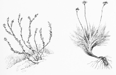ALTABACA (Scrofularia)  The starveling shrub that grows in sand.