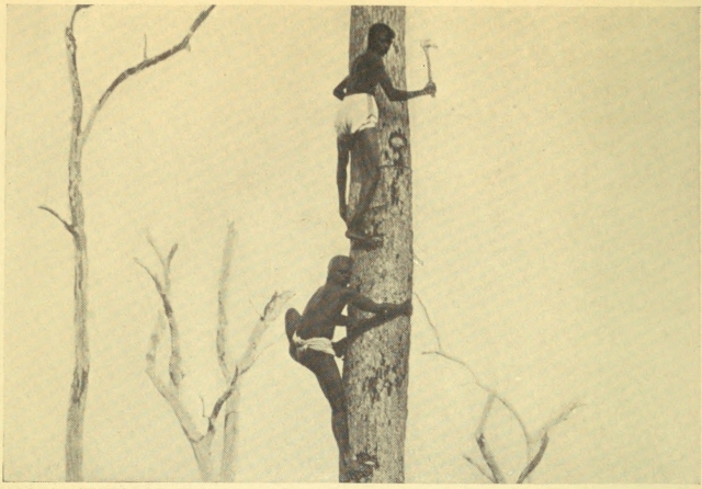 AUSTRALIAN BLACKS IN THEIR NATIVE ELEMENT