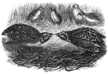 Quails Fighting