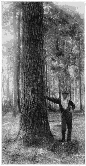 Loblolly pine