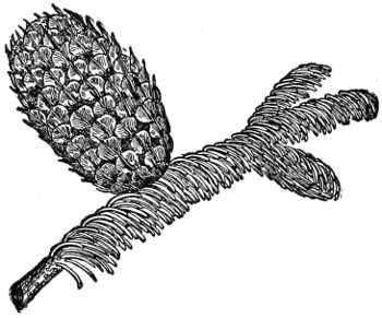 Noble fir branch