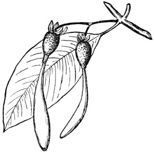 Mangrove branch