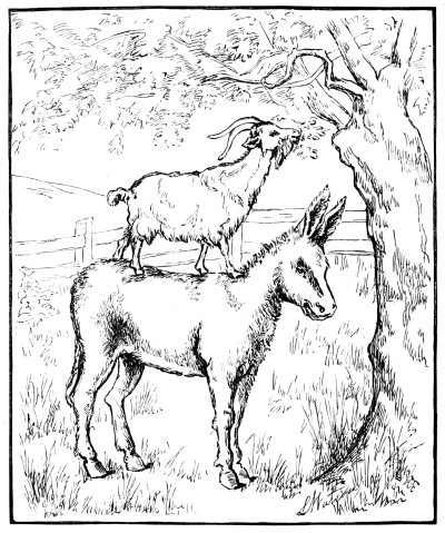 Goat on the back of a donkey