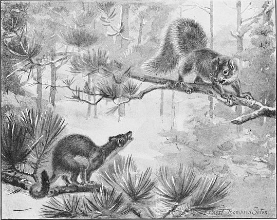 squirrel on tree branch, weasel below