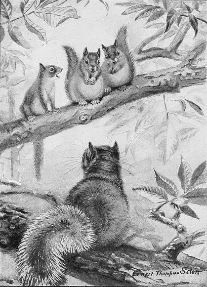 three little squirrels listening to parent