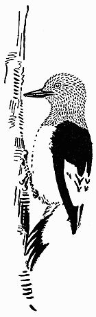 woodpecker on three trunk