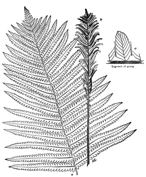 PLATE II OSTRICH FERN