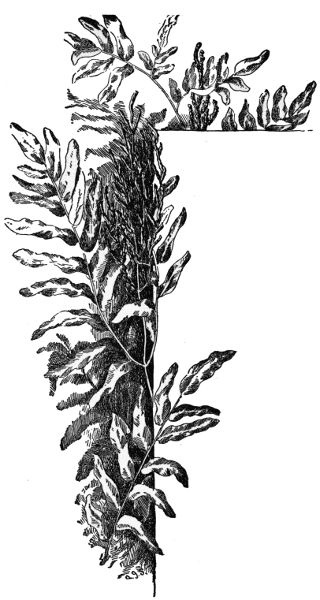 Royal Fern