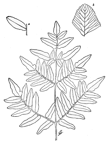 PLATE V ROYAL FERN