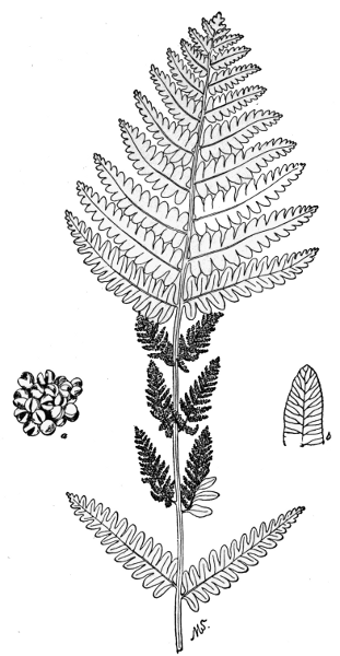 PLATE VI INTERRUPTED FERN