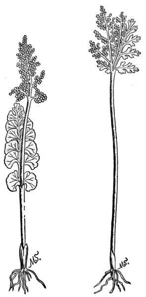 PLATE IX MOONWORT LANCE LEAVED GRAPE FERN