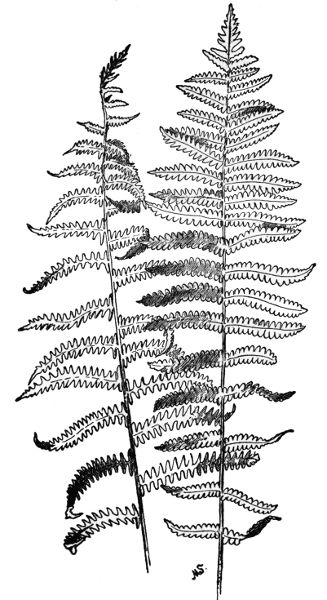 PLATE XXVI MARSH FERN