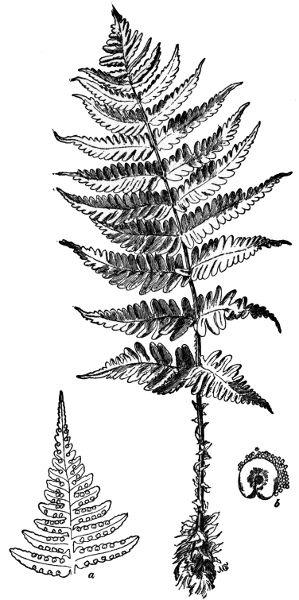 PLATE XXXII EVERGREEN WOOD FERN