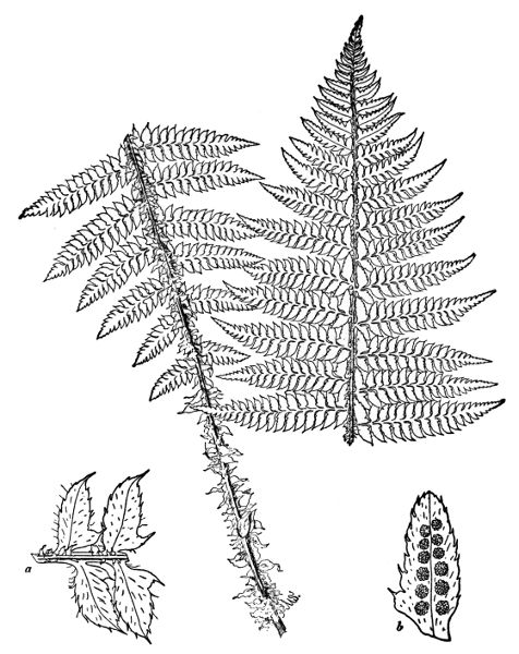 PLATE XXXIV BRAUNS HOLLY FERN