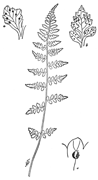 PLATE XXXVIII FRAGILE BLADDER FERN