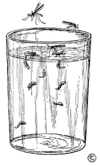 Fig. 74. Temporary aquarium, containing eggs, larvæ and pupæ of mosquito.
