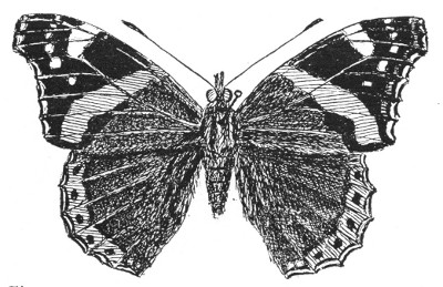 Fig. 141. The Red Admiral butterfly. Note the knobbed antennæ.