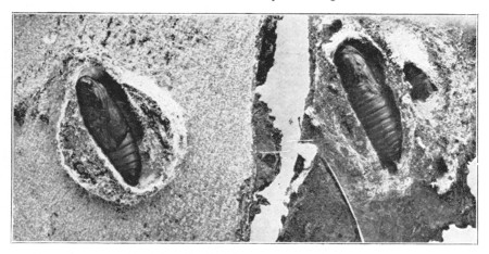 Fig. 326. Pupæ of the codlin-moth in cocoons, enlarged.