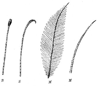 Fig. 350. Antennæ or feelers.