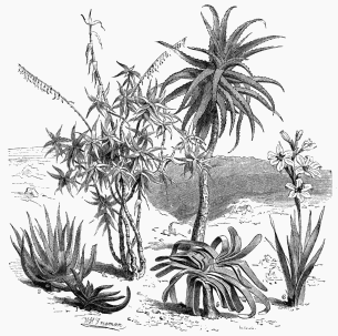 Vegetable Life of Cape Colony.  1. Aloe verrucosa.   2. Aloe soccotrina.   3. Aloe ciliaris.   4. Aloe arborescens. 5. Aloe plicatilis.                6. Gladiolus blandus.