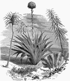 Vegetable Life on the Australian Plains.  1. Doryanthes excelsa. 2. Aralia crassifolia. 3. Dryandra repens. 4. Cordyline congesta.