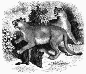 Cougouars, or Pumas.