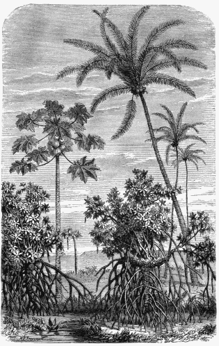 FLORA OF THE NEW WORLD. 1. Papaw Tree (Papaya Sativa) 2. Great American Cocoa-Nut Tree. 3. Mangrove (Rhizophora mangle).