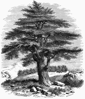 Cedar of Lebanon.
