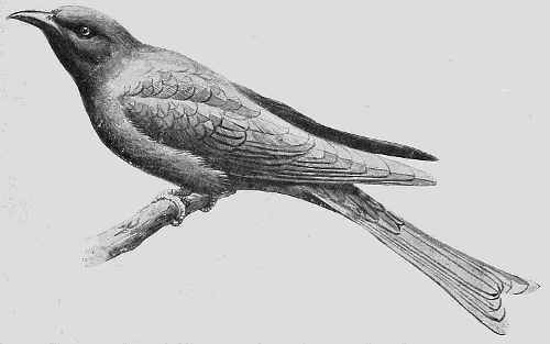 DRONGO-CUCKOO