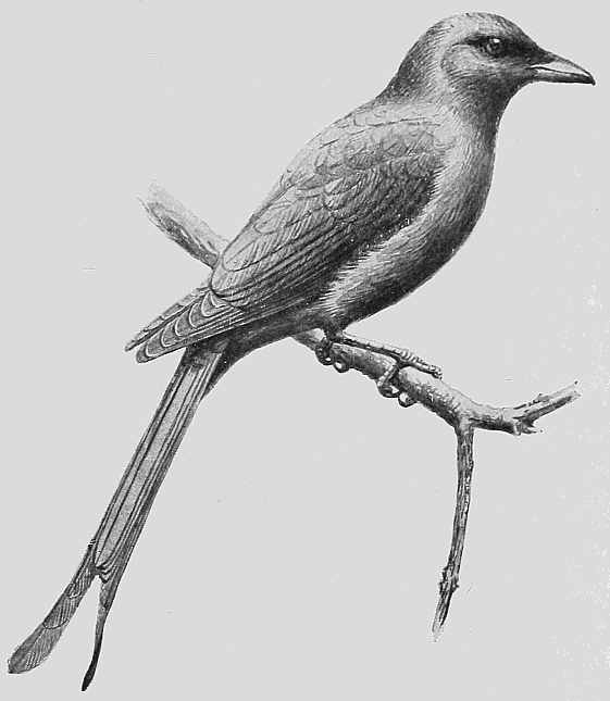 KING-CROW OR DRONGO