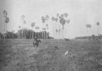 Una Vista de la Pampa  Fraser, The Amazing Argentine