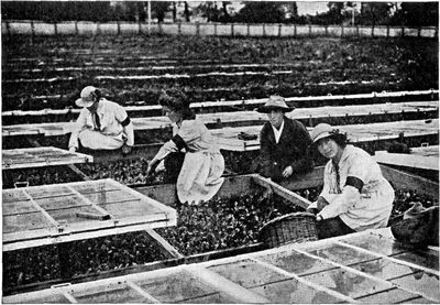 Members of "The Women's Land Army" in England