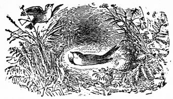 bird in nest on ground, second bird on branch above