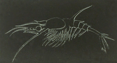 Penæus larva in the Mysis stage
