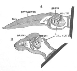 Illustration: Figure 10