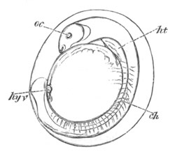 Illustration: Figure 34