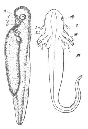 Illustration: Figure 84