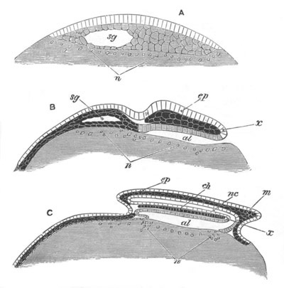 Illustration: Figure 174