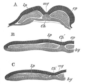 Illustration: Figure 183