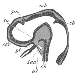 Illustration: Figure 247