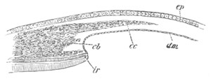 Illustration: Figure 290