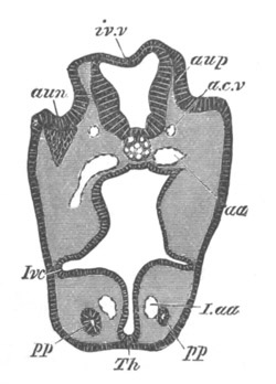 Illustration: Figure 299