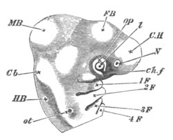 Illustration: Figure 308